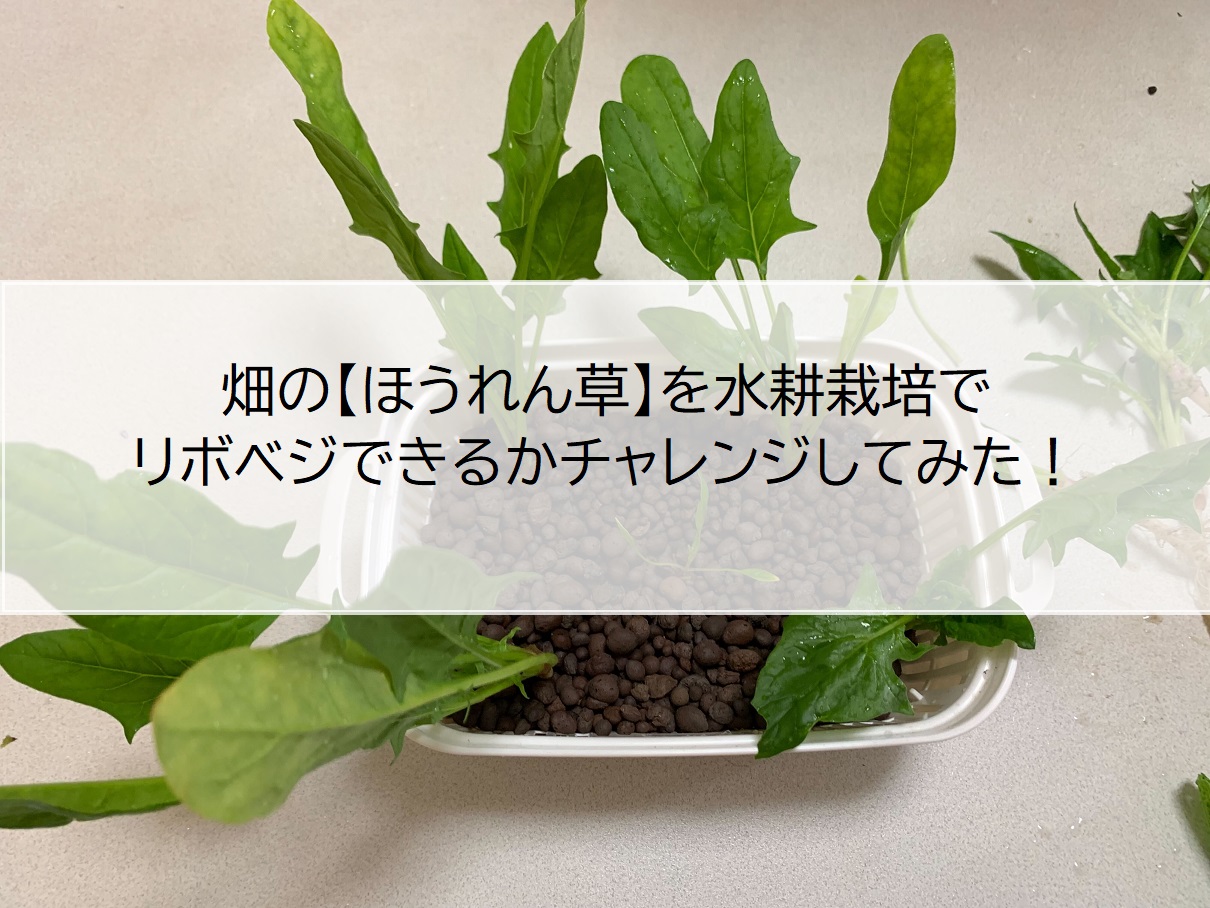 畑の【ほうれん草】を水耕栽培でリボベジできるかチャレンジしてみた！ - シェア畑生活